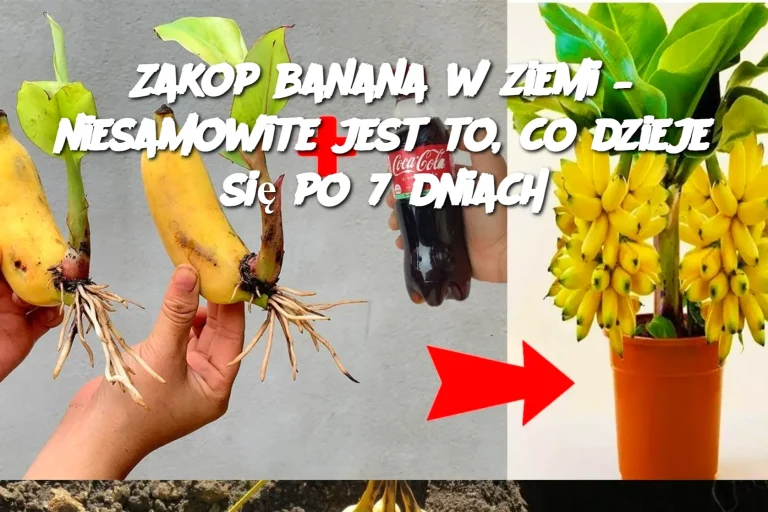 Zakop banana w ziemi – niesamowite jest to, co dzieje się po 7 dniach