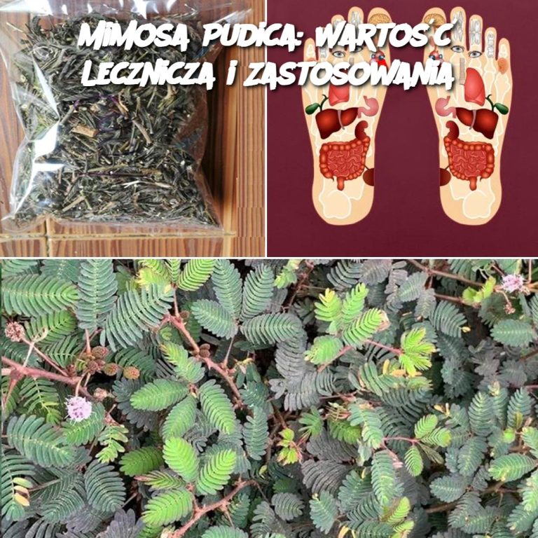 Mimosa Pudica: Wartość Lecznicza i Zastosowania