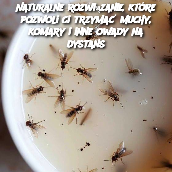 Naturalne rozwiązanie, które pozwoli Ci trzymać muchy, komary i inne owady na dystans