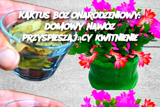 Kaktus bożonarodzeniowy: domowy nawóz przyspieszający kwitnienie