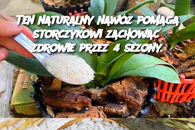 Zdrowie na 4 Sezony