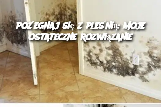 Ostateczne Rozwiązanie na Czysty i Zdrowy Dom