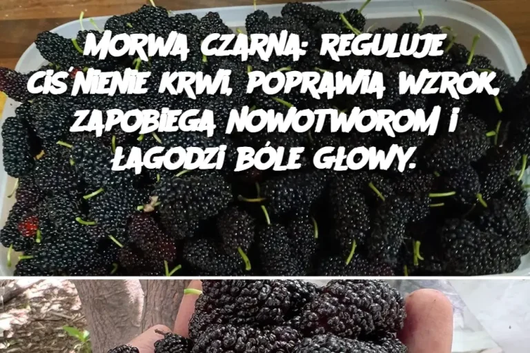 Morwa czarna: reguluje ciśnienie krwi, poprawia wzrok, zapobiega nowotworom i łagodzi bóle głowy.