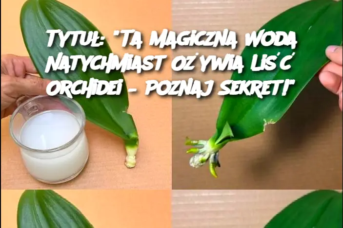 Ta Magiczna Woda Natychmiast Ożywia Liść Orchidei – Poznaj Sekret!