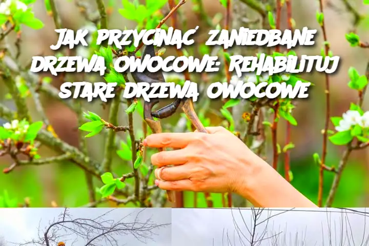 Jak przycinać zaniedbane drzewa owocowe: Rehabilituj stare drzewa owocowe