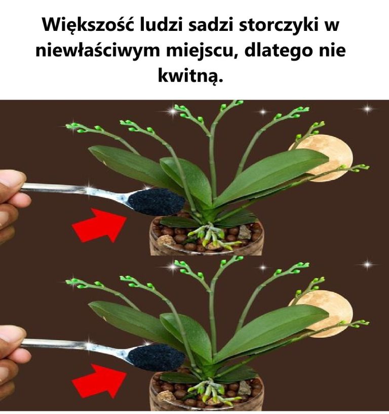 Większość ludzi sadzi storczyki w niewłaściwym miejscu, dlatego nie kwitną.