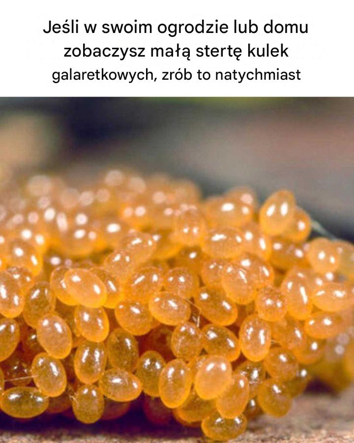 Wyglądają tak niegroźnie