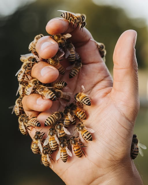 🐝 Știați că o lingură de miere este suficientă pentru a menține o persoană în viață timp de 24 de ore?