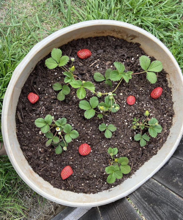 Strawberry Rocks: genialny trik, który ochroni Twoje owoce 🍓