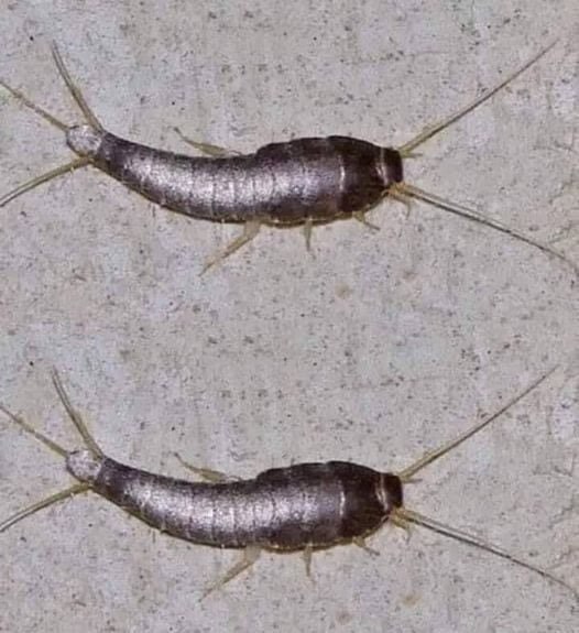 Cum să elimini și să previi apariția Rybikului Srebrzysty (Silverfish) în casă