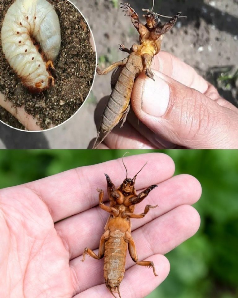 Jak pozbyć się karaluchów w ogrodzie za pomocą skorupek jaj. Nie będzie już siać spustoszenia!