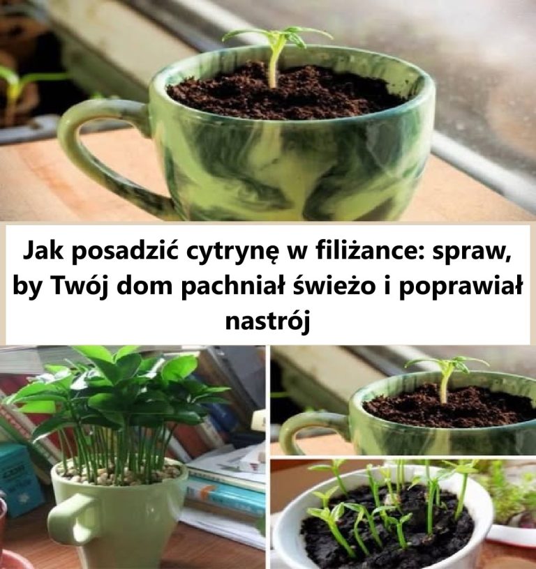 Jak uprawiać roślinę cytryny w filiżance