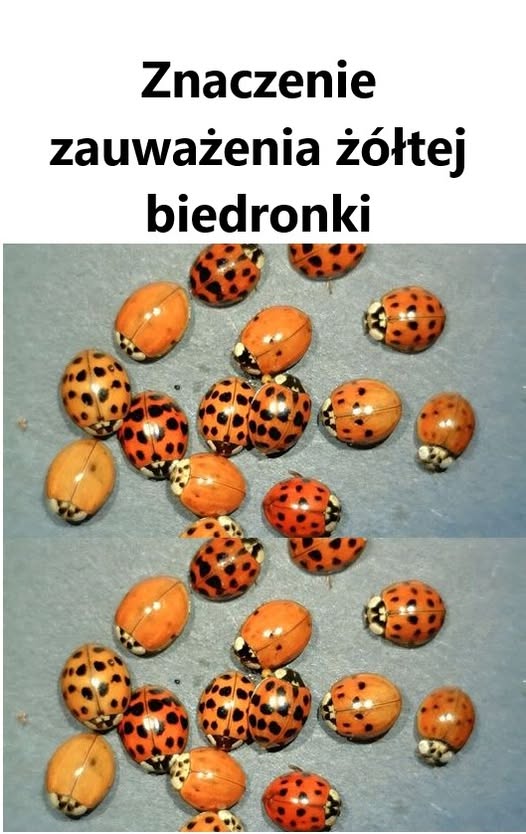 Znaczenie zauważenia żółtej biedronki