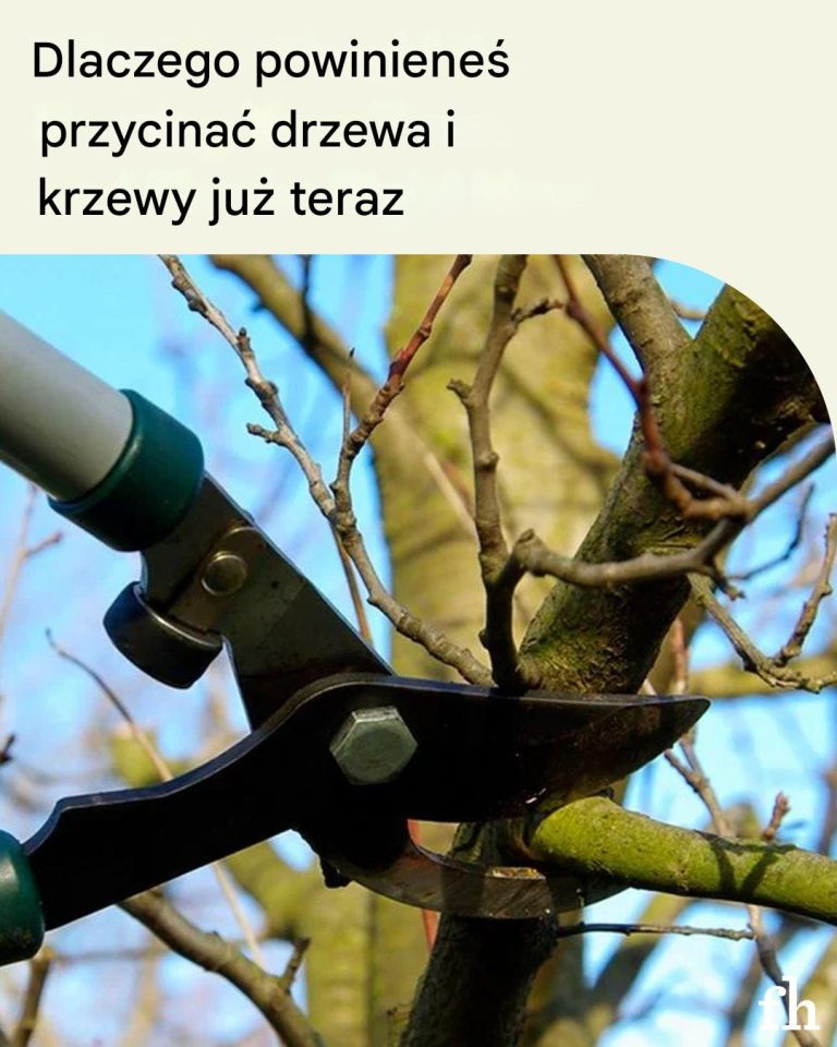 Dlaczego warto przycinać drzewa i krzewy już teraz