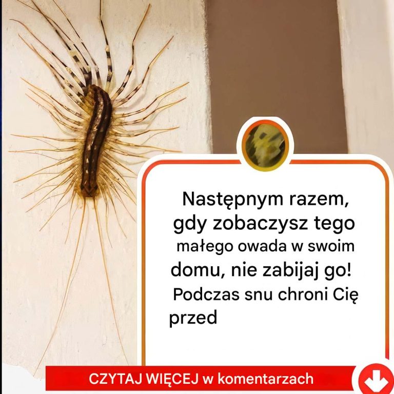 Następnym razem, gdy zobaczysz tego małego owada w swoim domu, nie dotykaj go