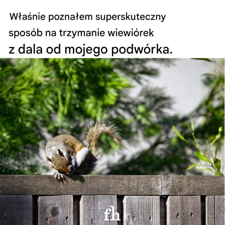 8 sposobów na trzymanie wiewiórek z dala od podwórka