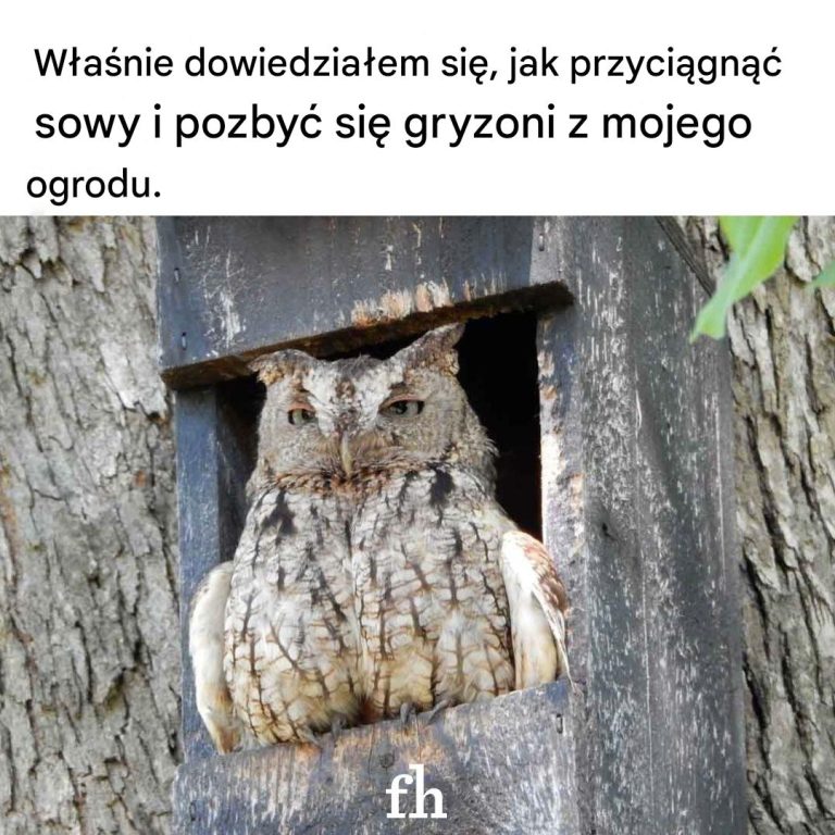 Jak przyciągnąć sowy do zwalczania gryzoni w ogrodzie