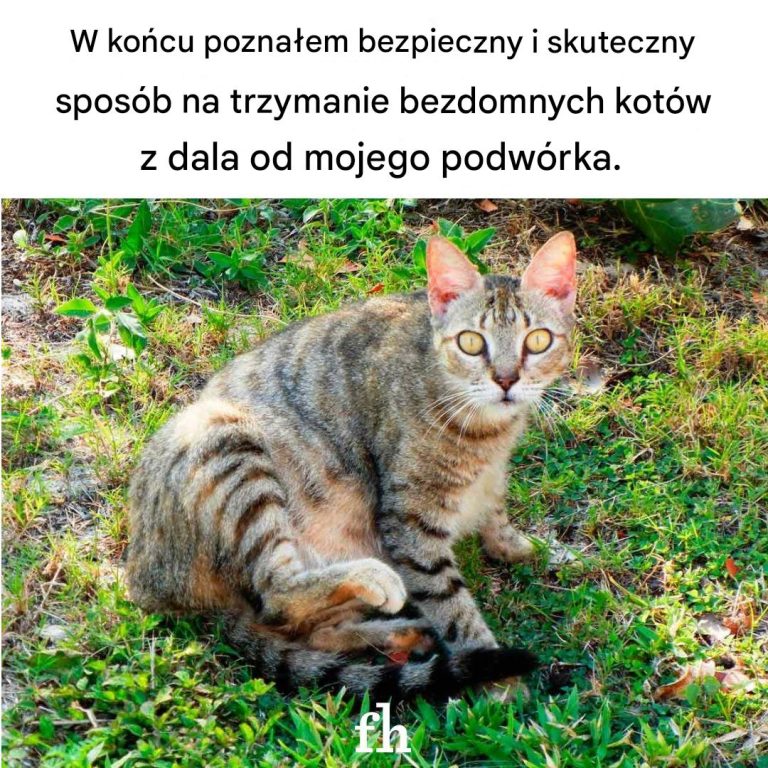 Bezpieczne i skuteczne sposoby na trzymanie kotów z dala od Twojego podwórka