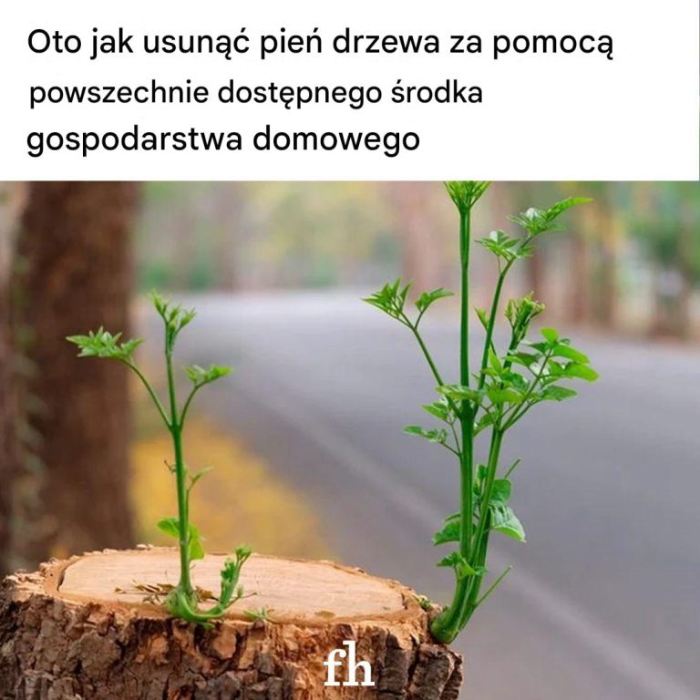 Usuń pień drzewa samodzielnie za pomocą tego popularnego produktu gospodarstwa domowego