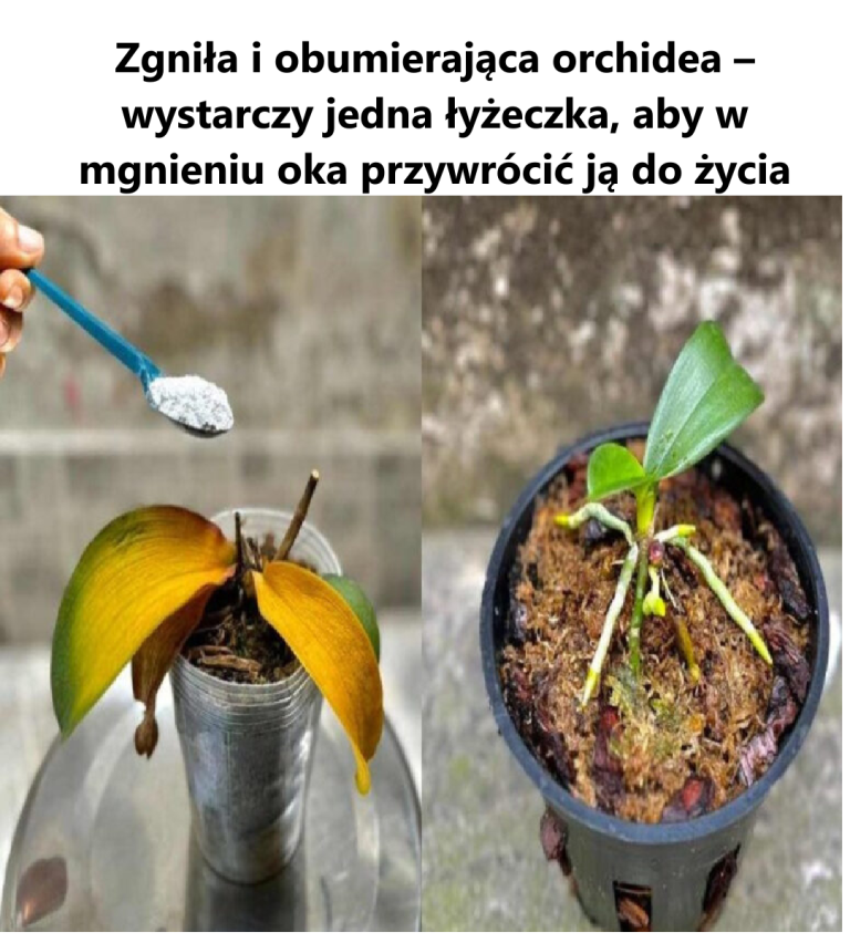 Zgniła i obumierająca orchidea – wystarczy jedna łyżeczka, aby w mgnieniu oka przywrócić ją do życia