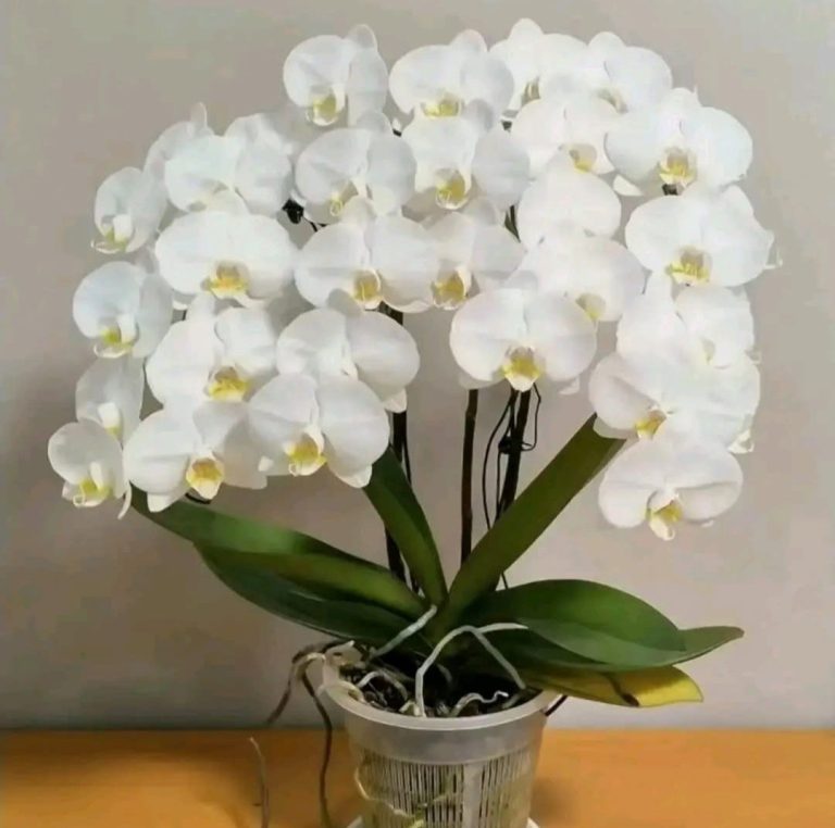 „Moja orchidea kwitnie jak szalona” – oto jak zrobić specjalność z czosnku, aby zapewnić obfite kwitnienie orchidei