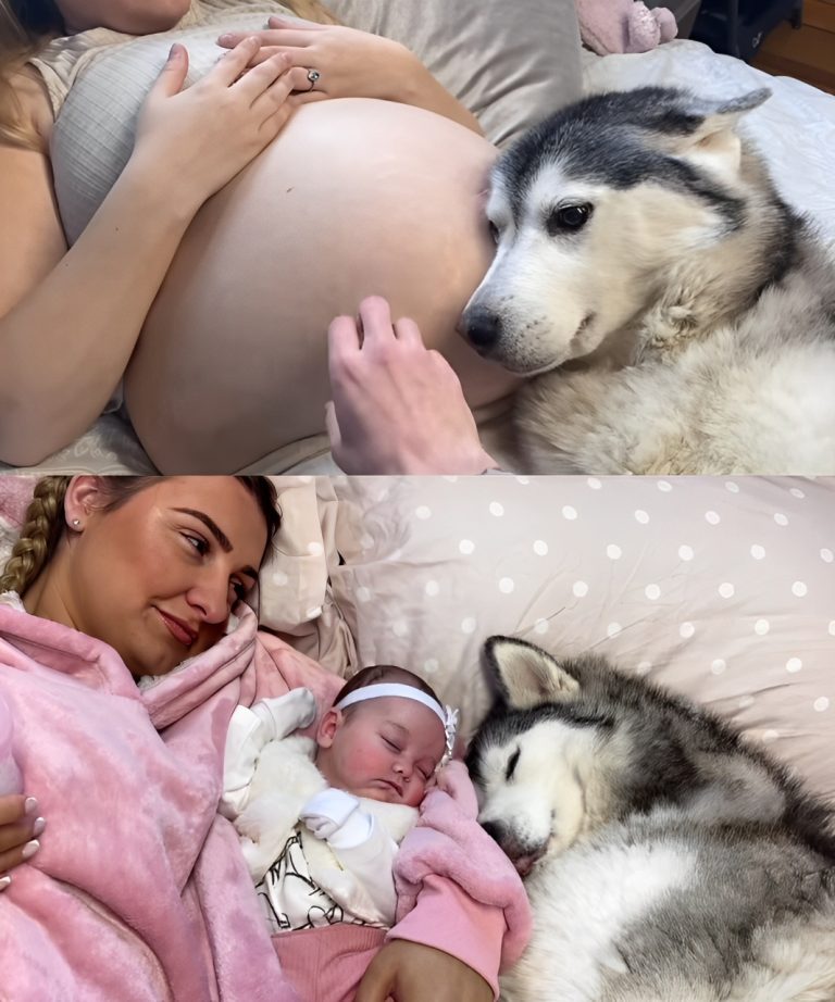 Od mojego Husky’ego opiekującego się moim dzieckiem, do mojego dziecka opiekującego się moim Huskym!