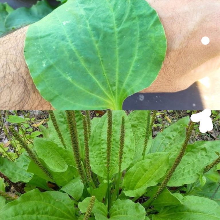 Niesamowita moc lecznicza Plantago Major (babki szerokolistnej)
