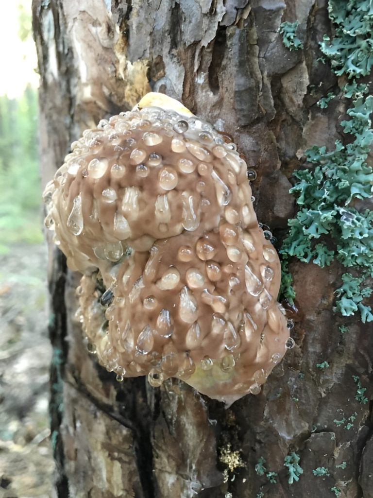 Znaleziono go w lesie w Szwecji, około 1 m nad ziemią, ma około 20 cm wielkości. Twardy w dotyku, ale kapie, gdy się go stuknie.