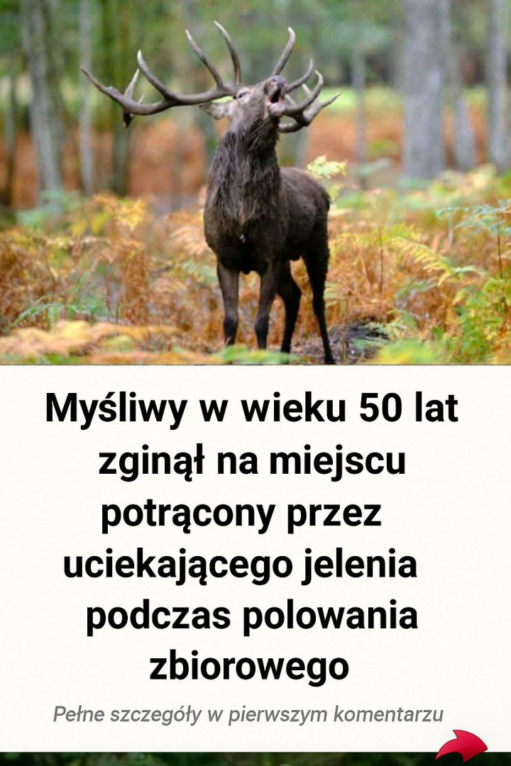 Myśliwy w wieku 50 lat zginął na miejscu potrącony przez uciekającego jelenia podczas polowania zbiorowego.
