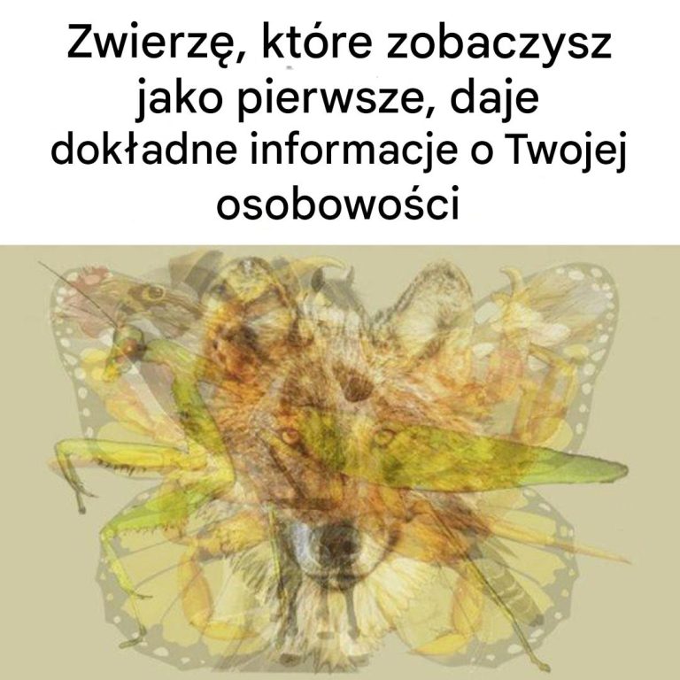 Zwierzę, które zobaczysz jako pierwsze, daje dokładne informacje o Twojej osobowości