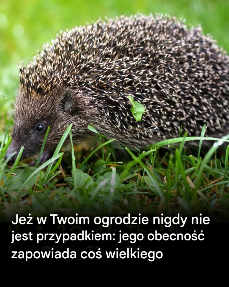 Jeśli jeż przejdzie przez twój ogród, nigdy nie jest to nic nieznaczącego: jest to zwiastun ważnej zmiany