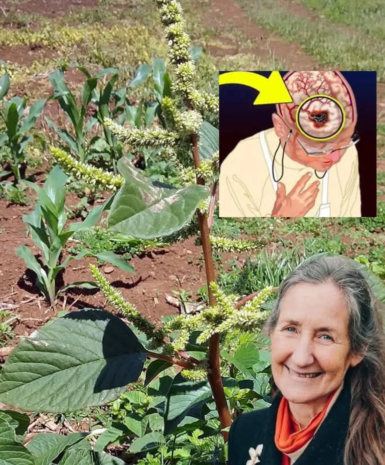 Odkryj ten „chwast” w swoim ogrodzie: mało znany superfood