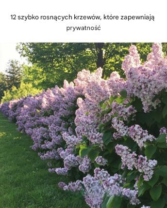 12 szybko rosnących krzewów, które zapewniają prywatność
