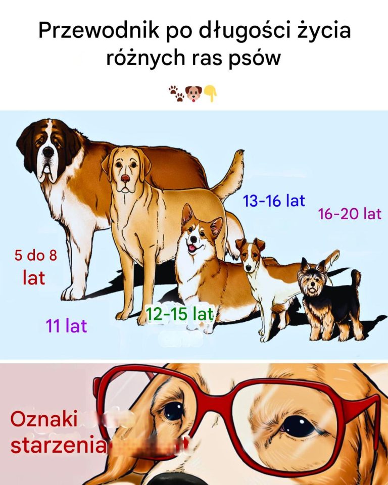 Przewodnik po długości życia różnych ras psów