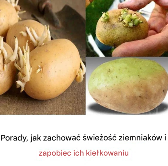 Porady, jak zachować świeżość ziemniaków i zapobiec ich kiełkowaniu