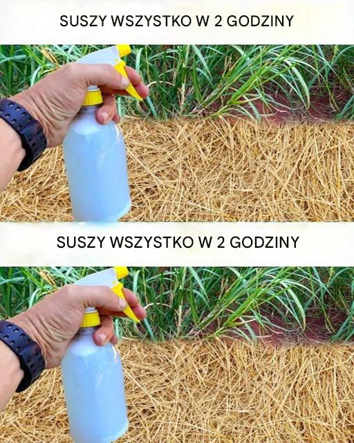 Najlepszy domowy herbicyd: nietoksyczny roztwór (wysusza chwasty w ciągu 2 godzin)