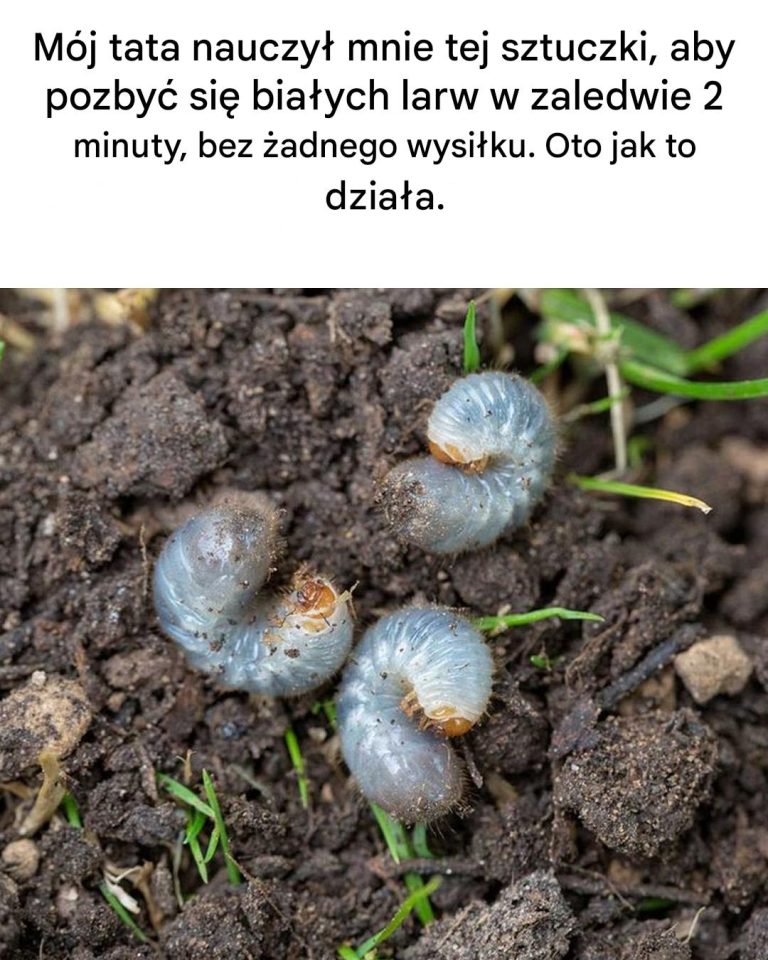 Jak pozbyć się białych larw?