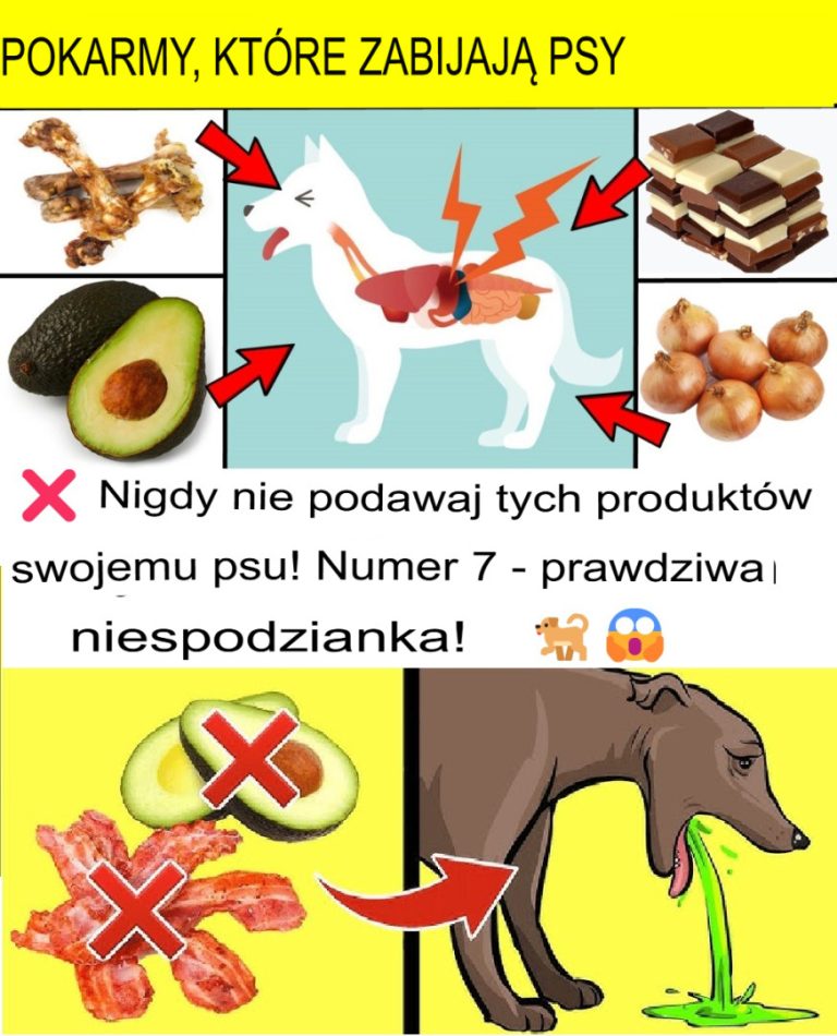 22 produkty spożywcze toksyczne dla psów – chroń swojego psa!