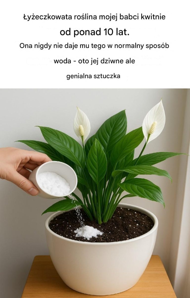 Sekret pielęgnacji lilii pokojowej: Zapomnij o wodzie — użyj jej zamiast wody, aby cieszyć się długotrwałym pięknem