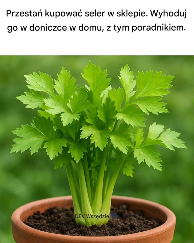 Przestań kupować seler w sklepie. Wyhoduj w domu nieograniczony zapas w doniczce dzięki temu poradnikowi.